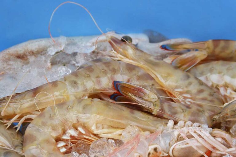 FBD Major Sponsors at Prawn Symposium, Fresh by Design