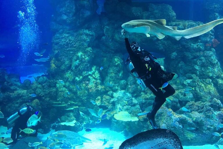 Cairns Aquarium Treats 2 Million Litres of Water, Fresh by Design