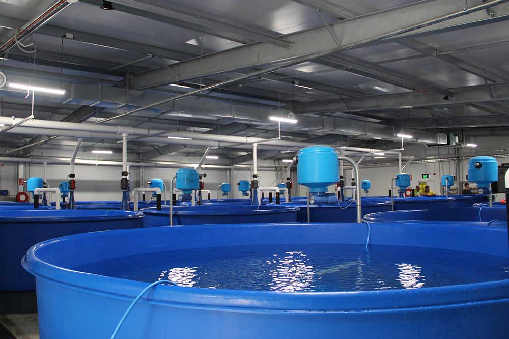 Tasmanian Eel Exporters, Aquaculture Projects, Fresh by Design