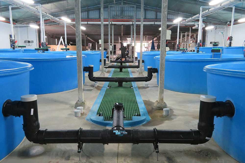 King Reef Seafoods Barramundi Nursery RAS, Aquaculture Projects, Fresh by Design