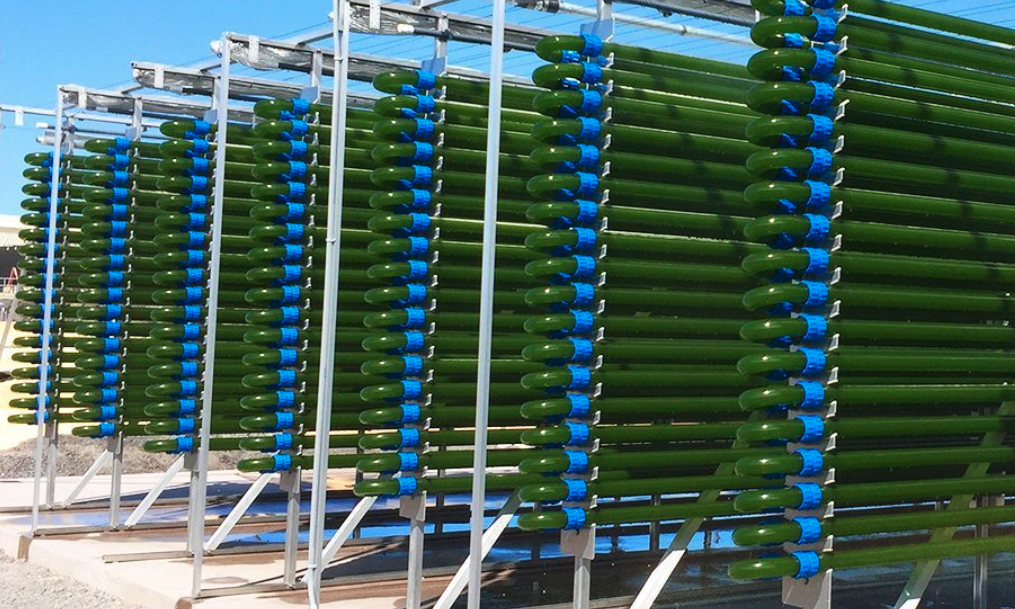 Varicon Aqua ‑ Algal Photobioreactors